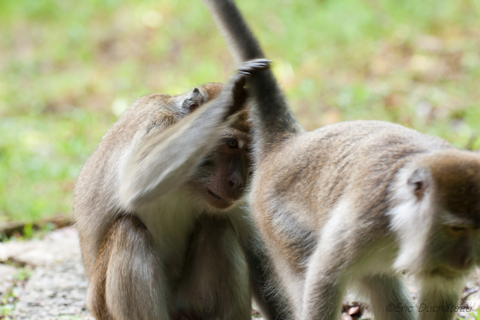Macaques à longue queue